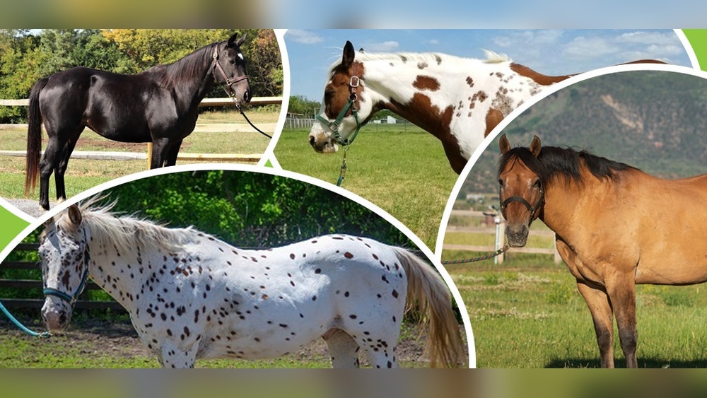 A Horse of Different Color