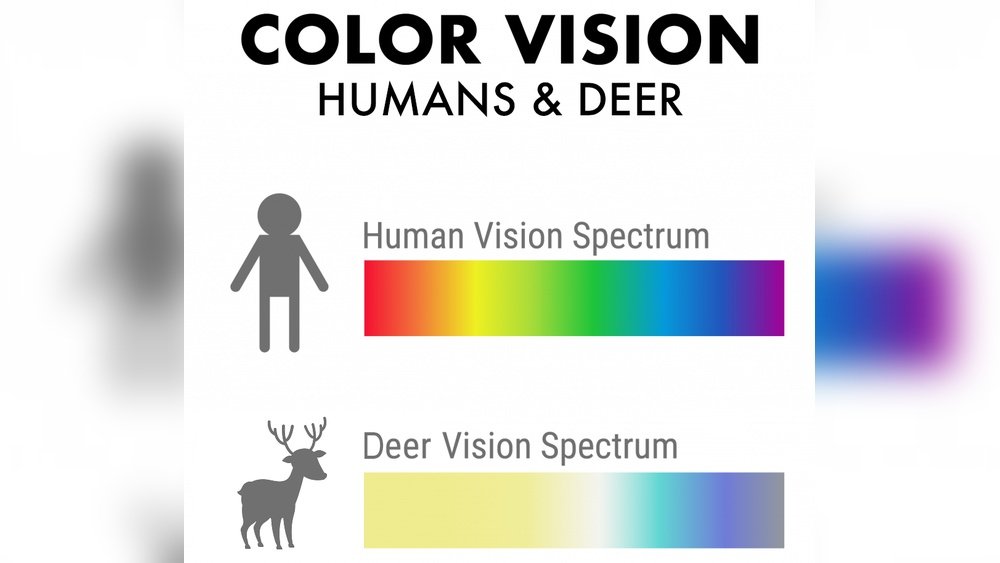 Are Deer Color Blind