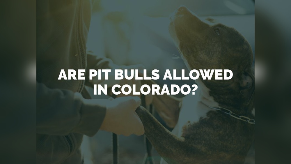 Are Pitbulls Legal in Denver Colorado