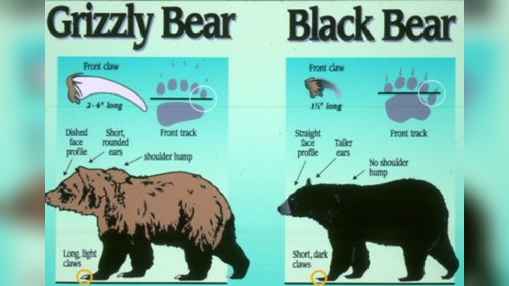 Are There Grizzlies in Colorado