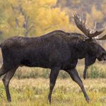 Are There Moose in Colorado