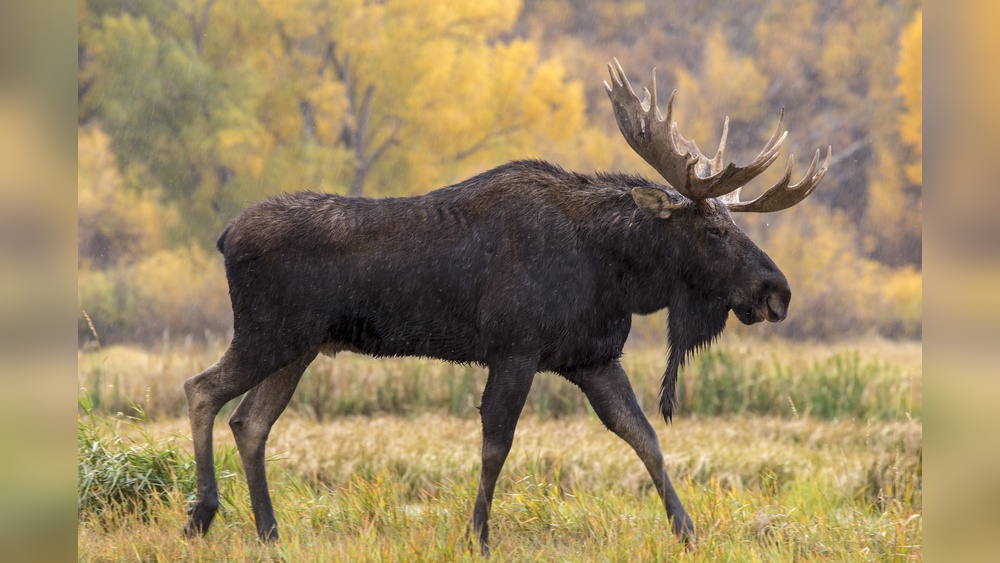 Are There Moose in Colorado
