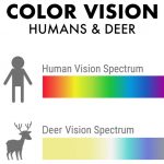 Can Deer See Color