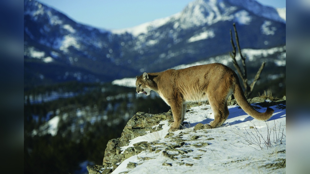 Do Cougars See Colors