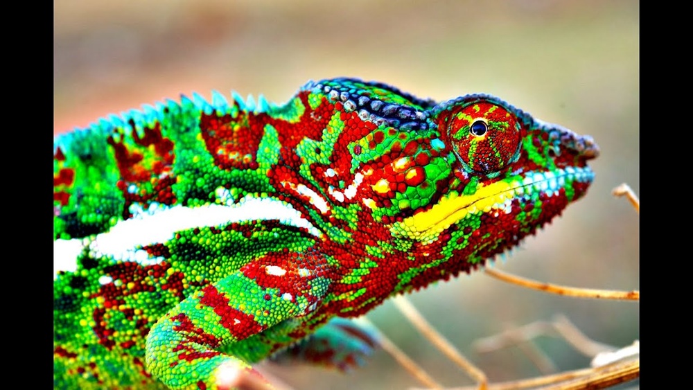 How Do Chameleons Change Color