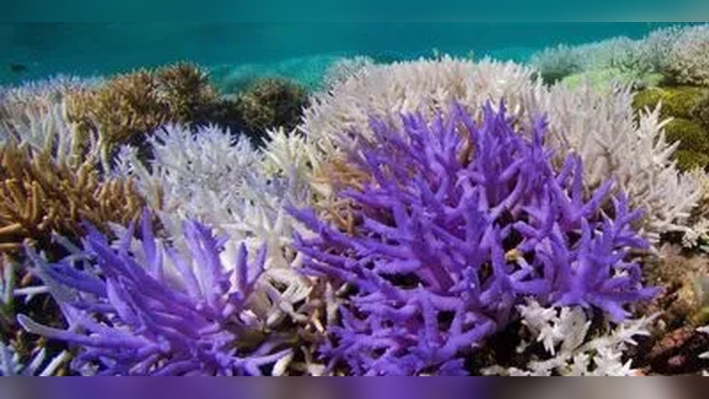 Why are the Corals Turning Fluorescent Colors