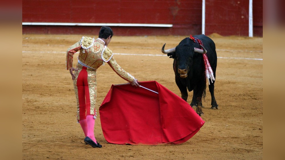 Why Do Bulls Dislike the Color Red