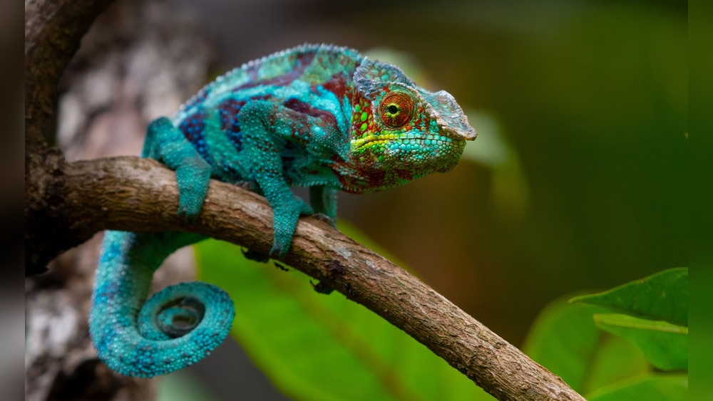 Why Do Chameleons Change Color