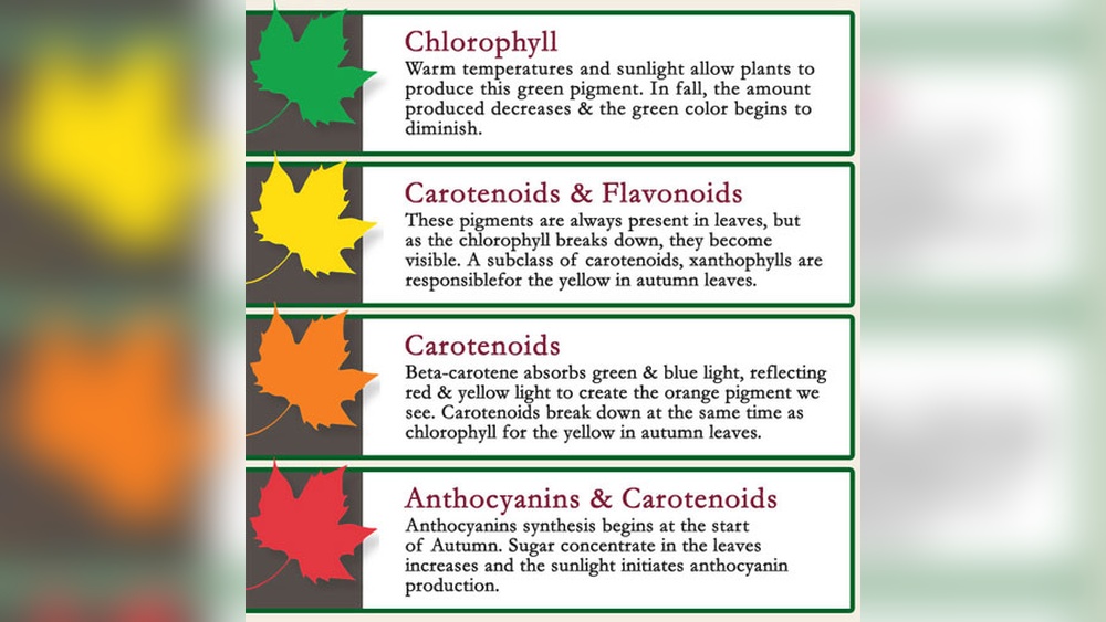Why Do Leaves Change Color in the Fall