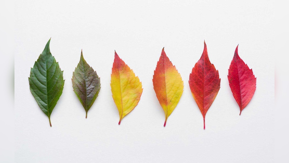Why Fall Leaves Change Color