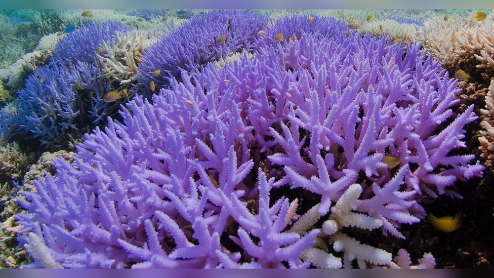 Why were the Corals Turning Fluorescent Colors before They Died